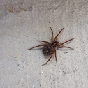 Wolf spider