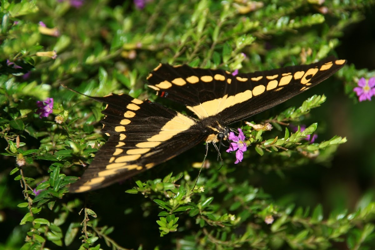 Giant Swallowtail Butterfly