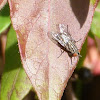 Wasp mimic fly