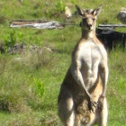 Big male Grey Kangeroo