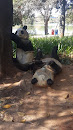 Ursos Pandas