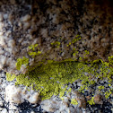 Crusty Lichens