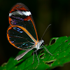 Mariposa cristal