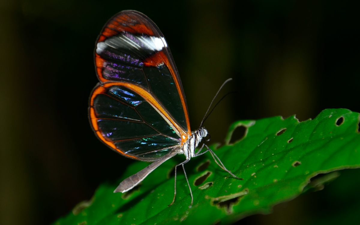 Mariposa cristal