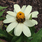 Cape daisy