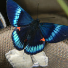 mariposa -- Bellona Metalmark