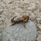 European honey bee / Europska pčela medarica