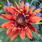 Rudbeckia