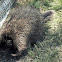 North american porcupine