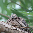 Mourning Dove (Chick)
