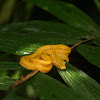 Yellow-eyelash viper