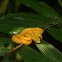 Yellow-eyelash viper