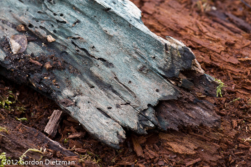 Blue Stain Fungus