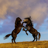 wild horses by Dražen Boškić -  