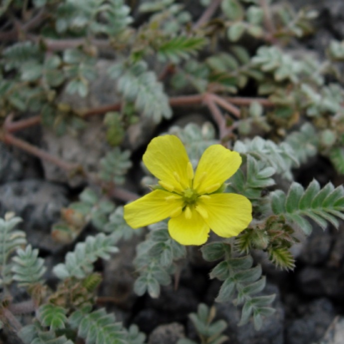 Jamaican Feverplant