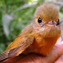 Ruddy tailed flycatcher