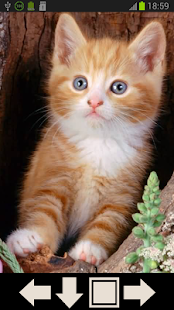 Cute Cat Wallpapers Screenshots 5