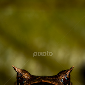 Spixs Horned Treefrog (Hemiphractus scutatus) by Scott Trageser - Animals Amphibians