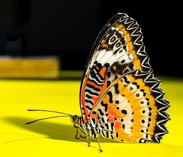 Lastest Butterflies Images APK