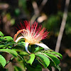 Pachira flower