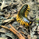 Millipede