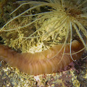 Giant Fleshy Scaleworm