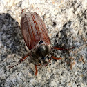 Maikäfer / cockchafer, may beetle