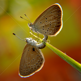 Because I Love You by Yustinus Andhi Wuryanto - Animals Insects & Spiders