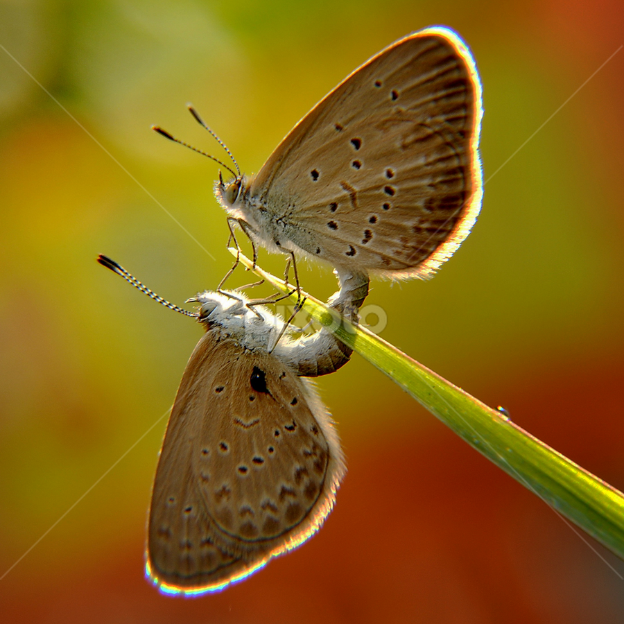 Because I Love You by Yustinus Andhi Wuryanto - Animals Insects & Spiders