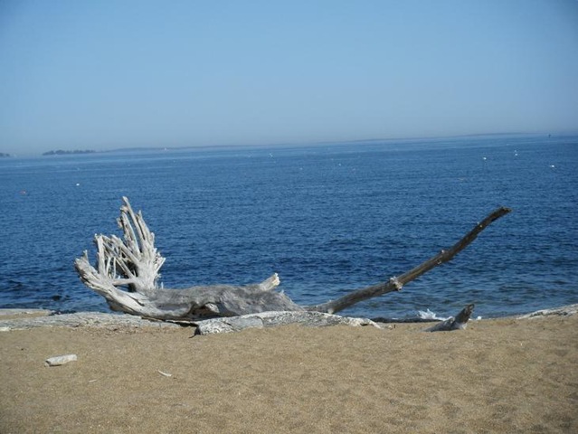 [giant log on beach[2].jpg]