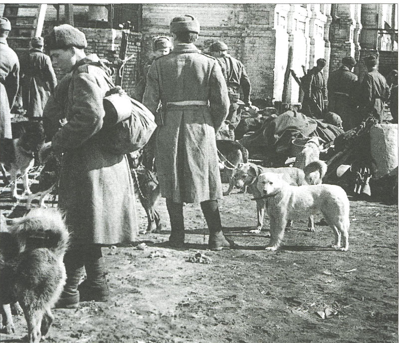 Собак в годы великой отечественной. Собаки Великой Отечественной войны 1941-1945. Сторожевые собаки в годы ВОВ.