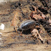 Spotted Pill Bug