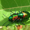 Dogbane beetles