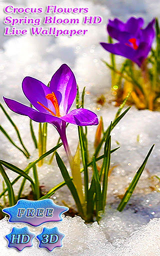 3D Crocus Flowers on Snow Free