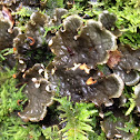 membranous dog lichen