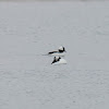 bufflehead