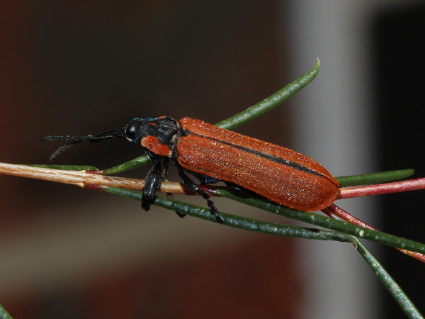 Lycid mimicking weevil | Project Noah