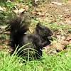 Mexican gray squirrel, black form