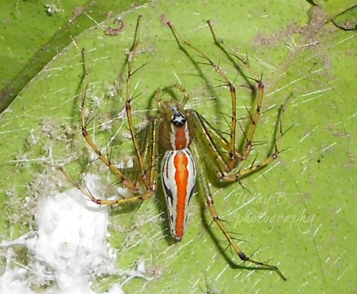 Orange backed Lynx Spider(Female)