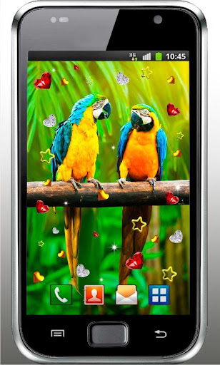 Parrots Love live wallpaper