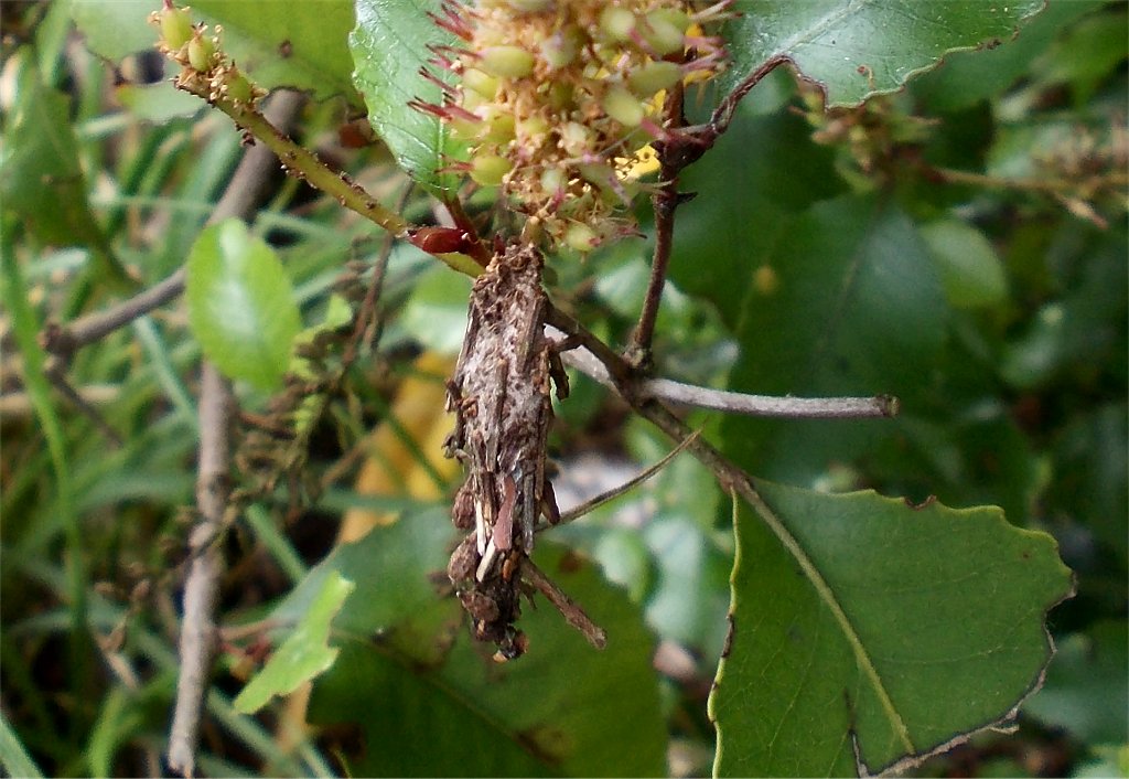 Puutoorino a raukatauri (NZ Common Bag Moth)