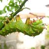 Citheronia laocoon Caterpillar