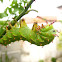 Citheronia laocoon Caterpillar