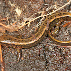 Two-lined Salamander