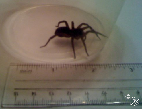 Field Wolf Spider | Project Noah
