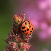 Harlequin ladybird (orange variation)