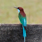 Blue-throated Bee-eater