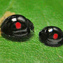 Kuwana's Lady Beetle
