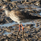 Common Redshank