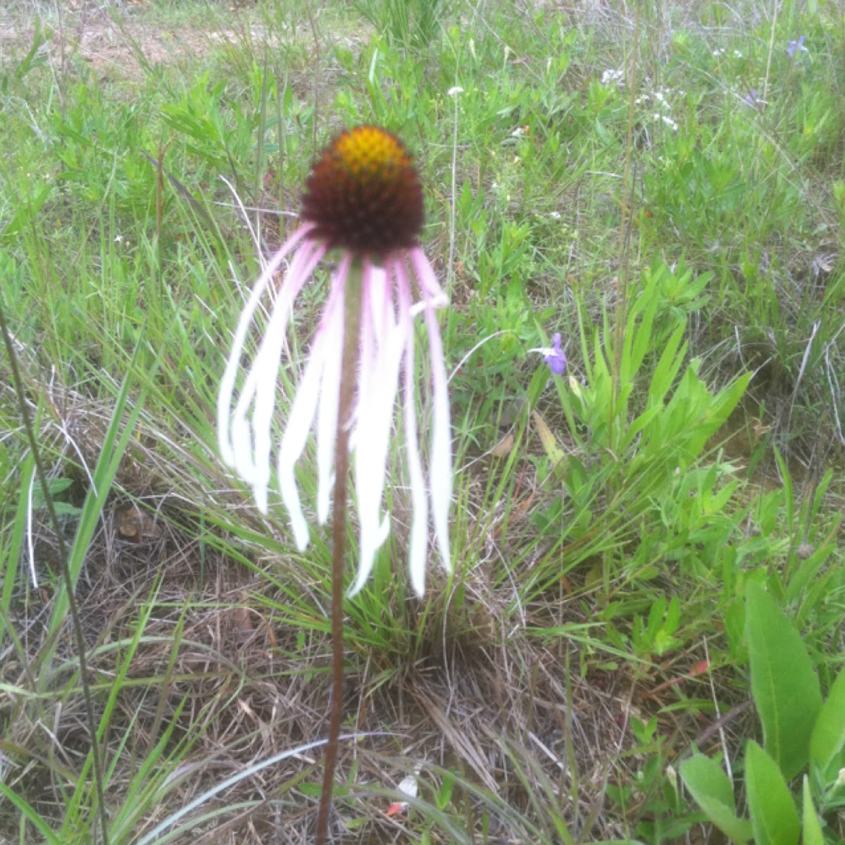 Pink coneflower